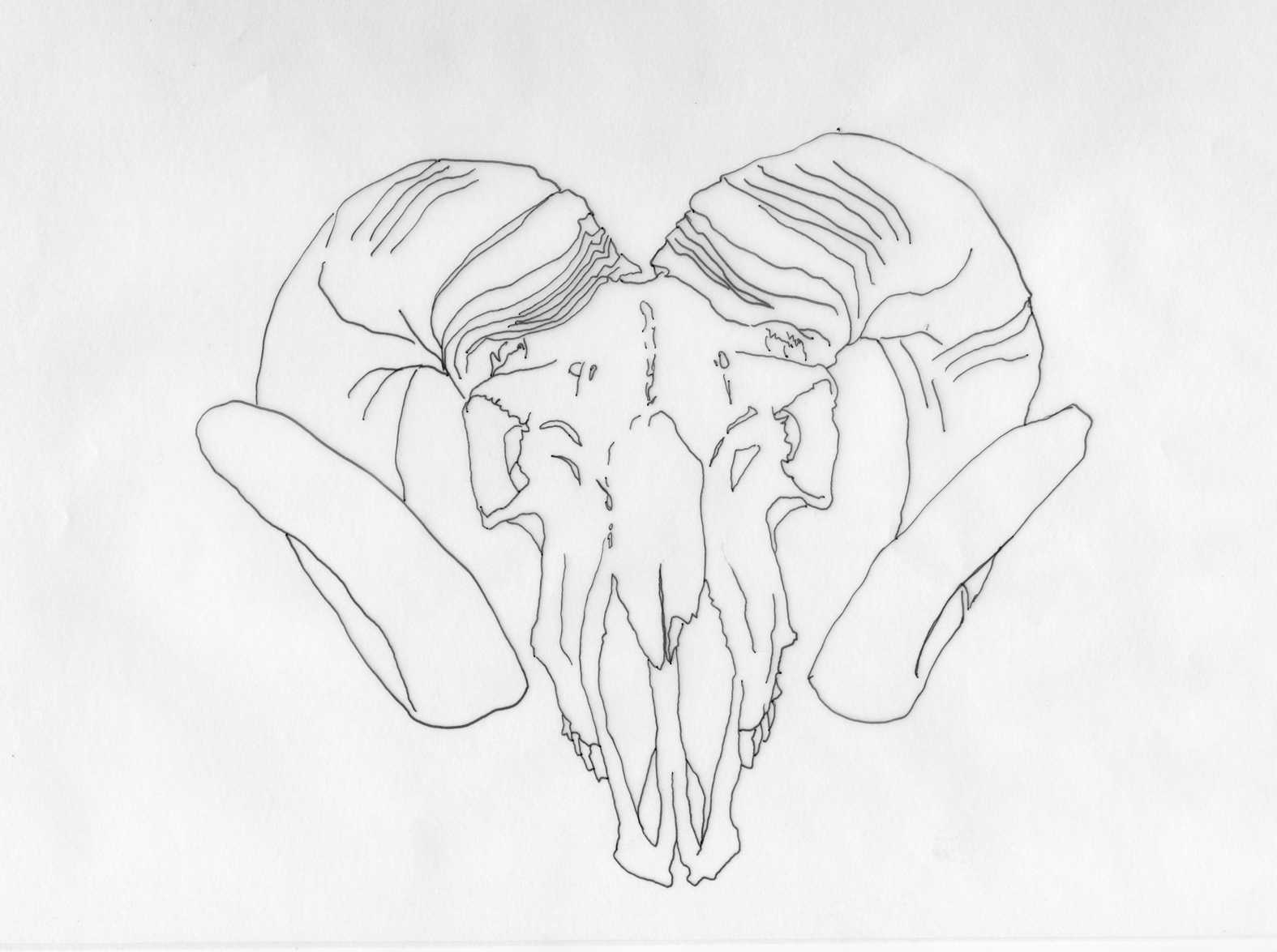 Skull 1
