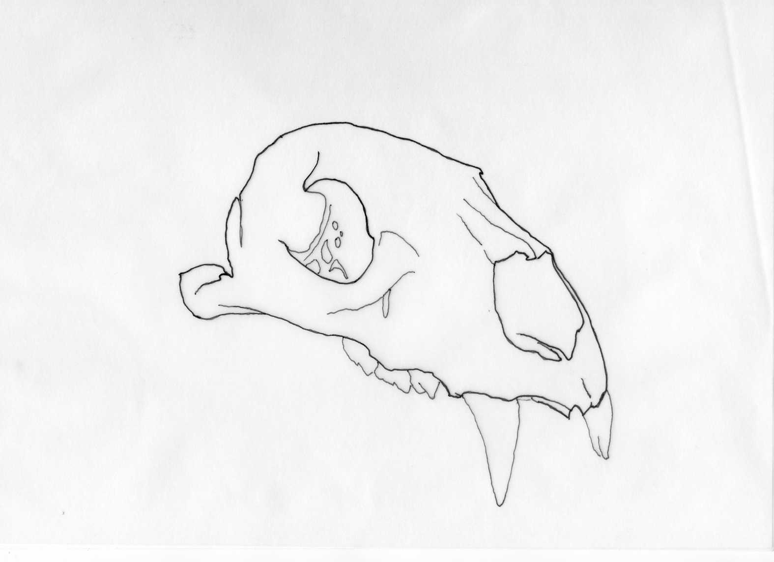 Skull 4