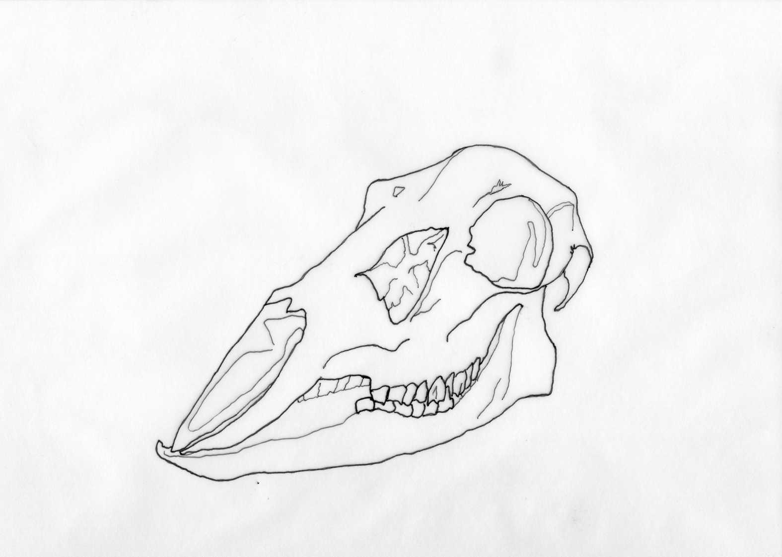Skull 6