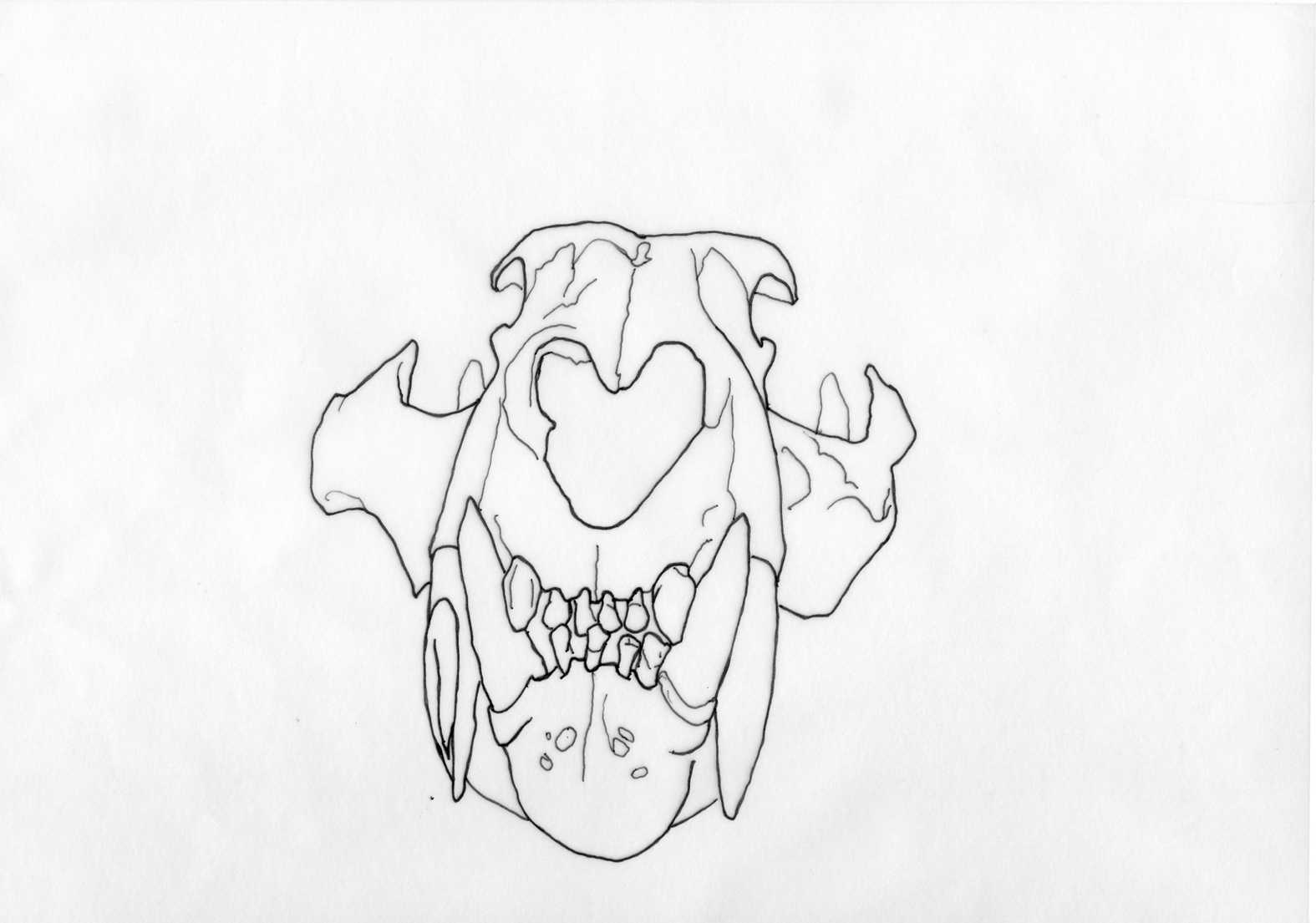 Skull 5